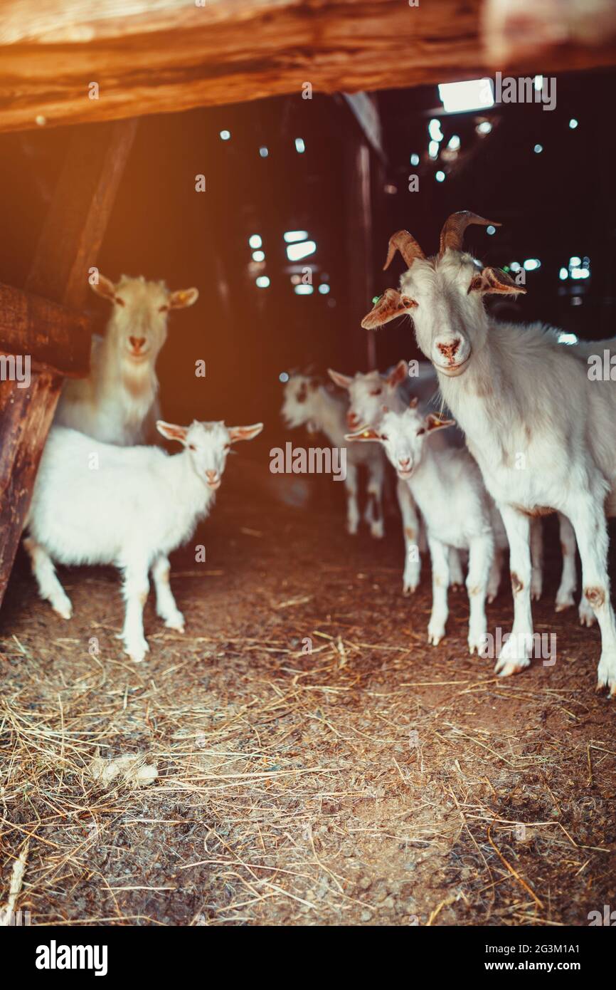 Famiglia di capra in un granaio Foto Stock