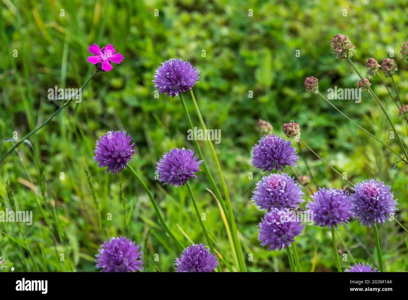 Fiore di chiodi porpora (erba cipollina, cipolla fiorita, chiodi d'aglio,  chiodi cinesi), il nome latino è Allium Schoenoprasum Foto stock - Alamy