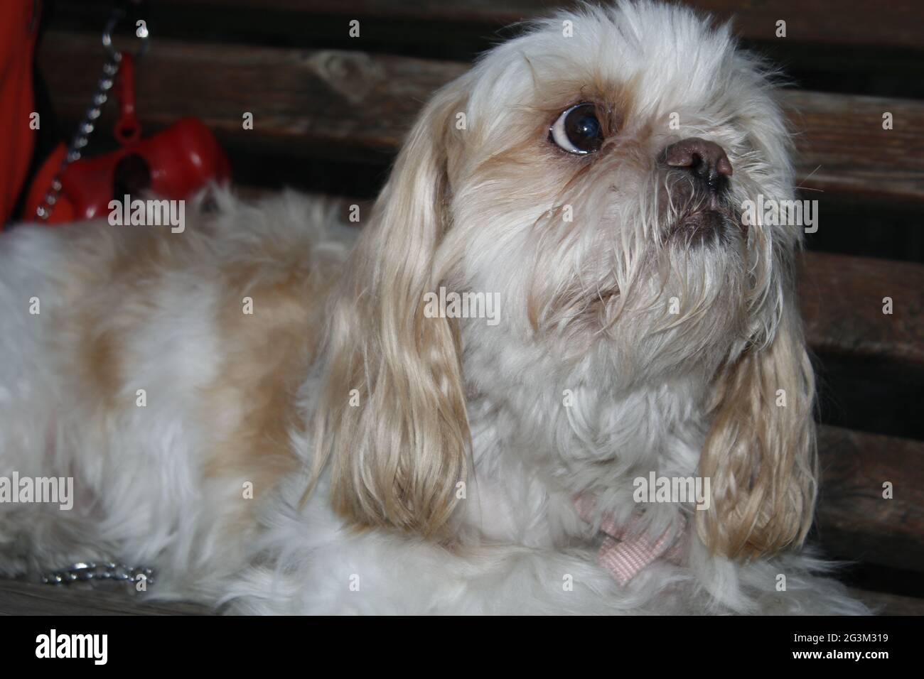 Un puppy carino marrone e bianco che guarda intorno, non so che cosa fare. Foto Stock