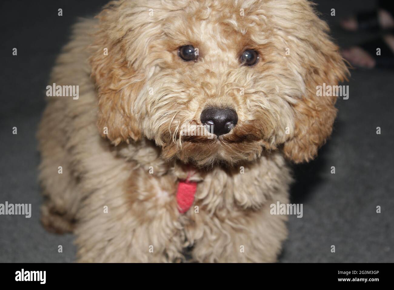 Un puppy carino marrone e bianco che guarda intorno, non so che cosa fare. Foto Stock