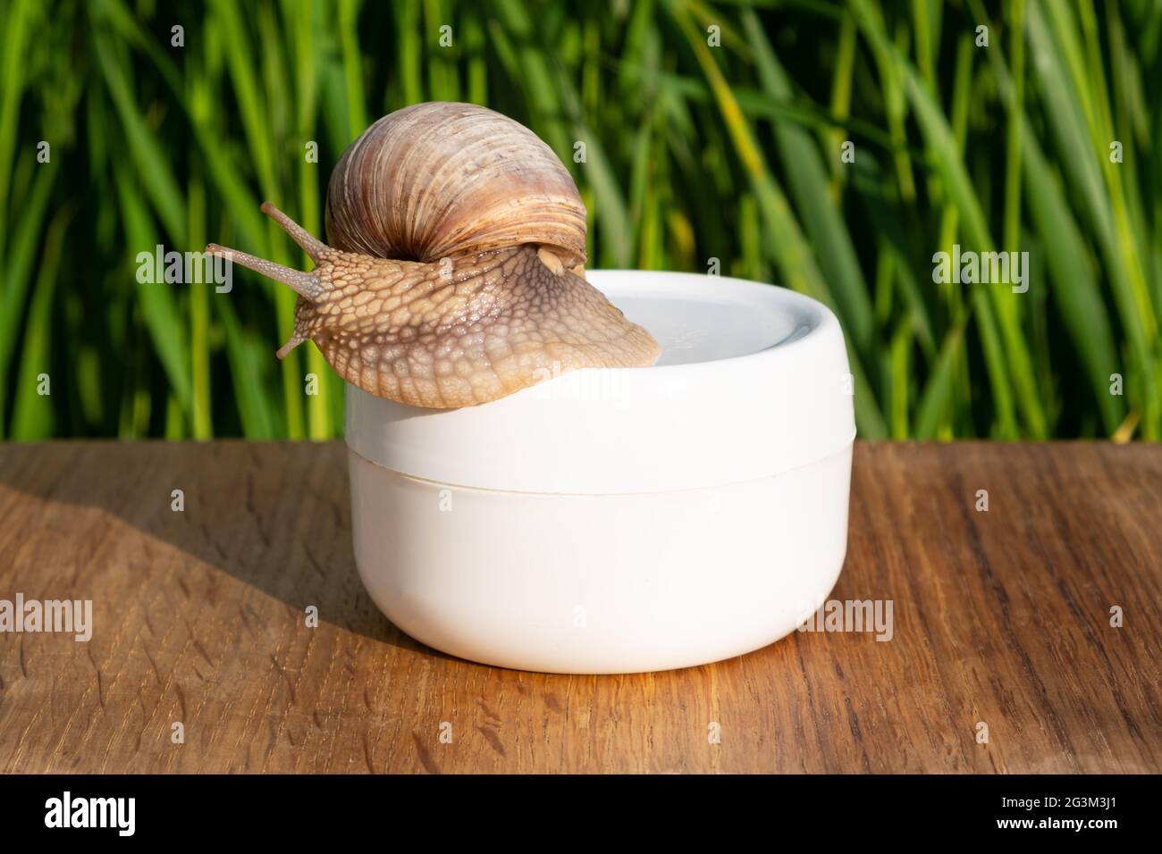 cosmetici per ringiovanimento della pelle su sfondo bianco con lumaca ed erba verde, crema con mucina di lumaca, centro termale per l'idratazione della pelle. Foto Stock