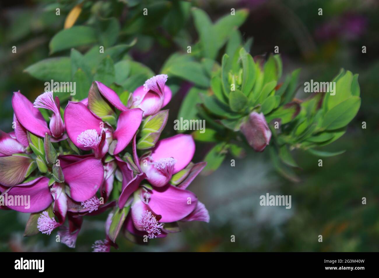 Piante medicinali selvatiche di fiori viola di siberia. Foto Stock