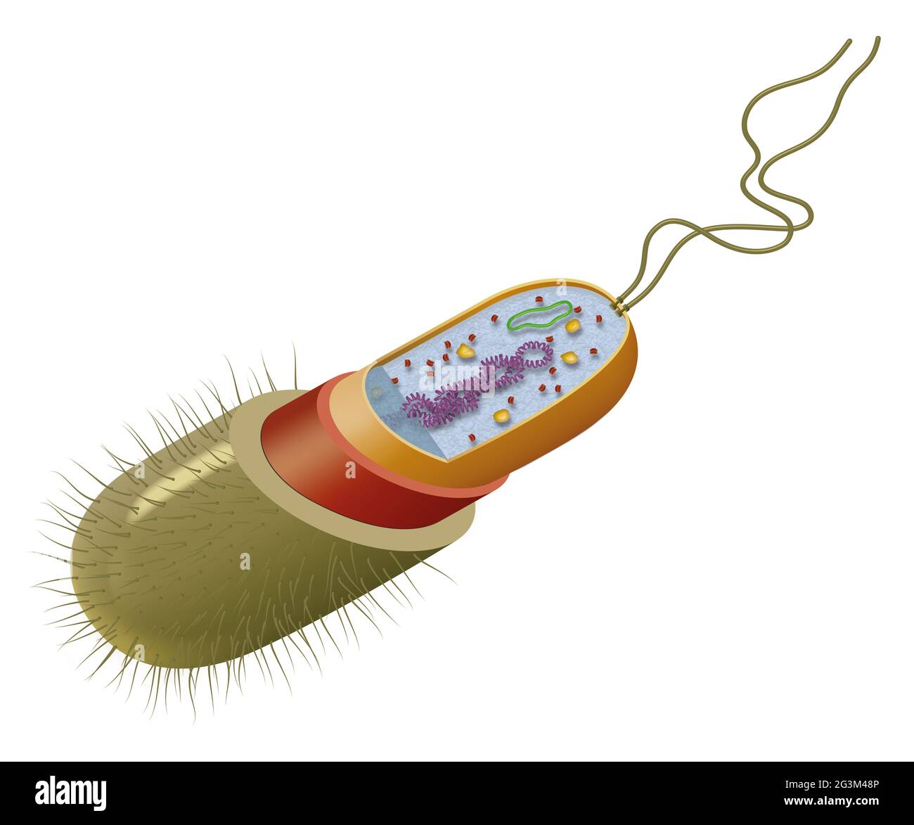 Illustrazione della struttura delle cellule batteriche Foto Stock