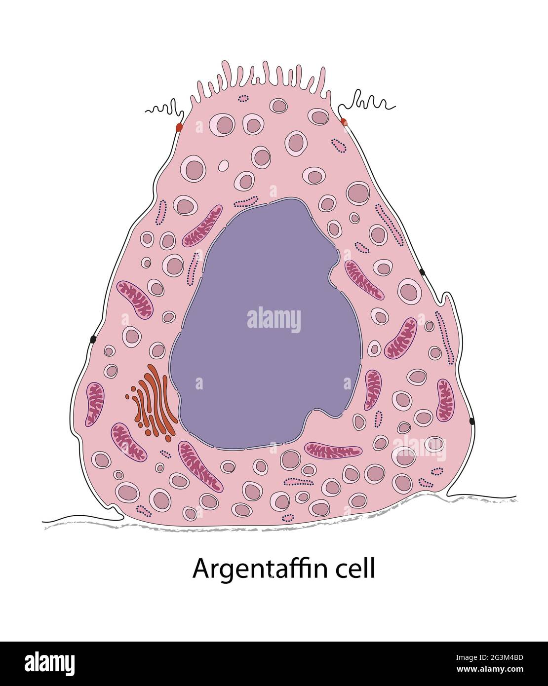 Diagramma della cellula argentaffina gastrica Foto Stock