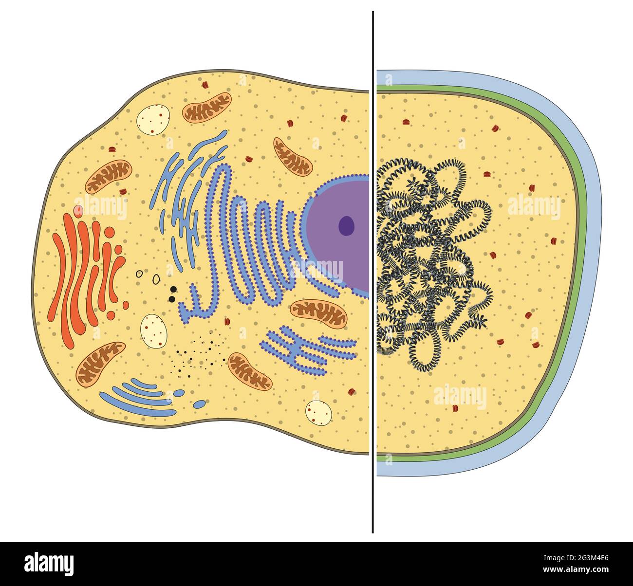Illustrazione di cellule eucariotiche e procariotiche. Differenze Foto Stock