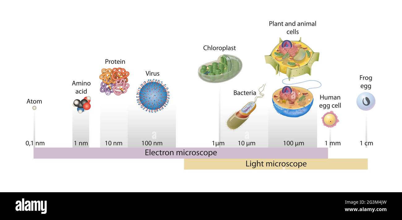Dimensioni delle cellule disegnate su scala logaritmica, che indicano la gamma di oggetti facilmente risolvibili nel microscopio ottico ed elettronico Foto Stock