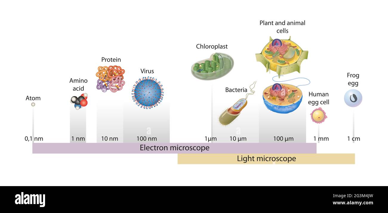 Dimensioni delle cellule disegnate su scala logaritmica, che indicano la  gamma di oggetti facilmente risolvibili nel microscopio ottico ed  elettronico Foto stock - Alamy