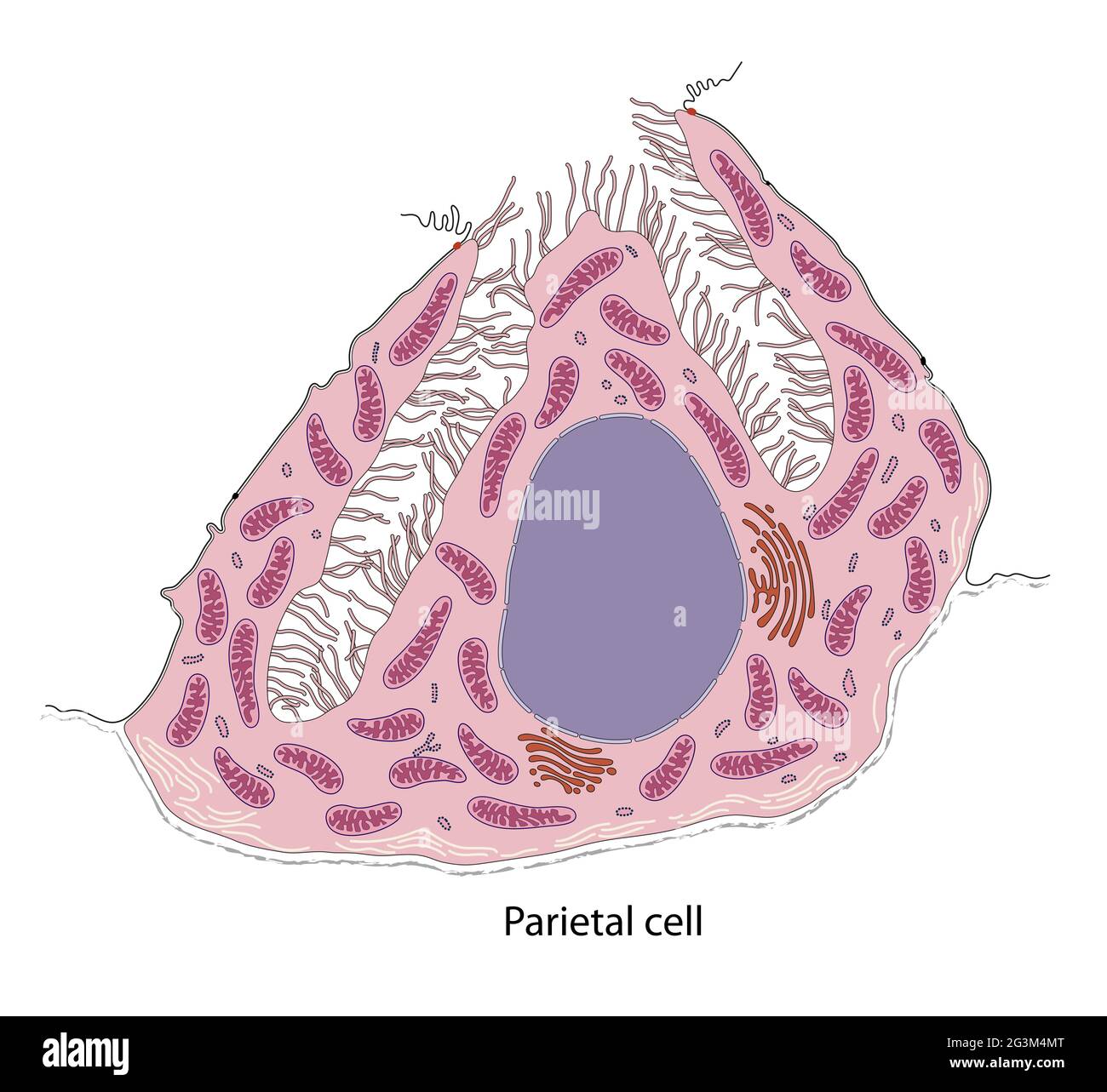 Diagramma della cellula argentaffina gastrica Foto Stock