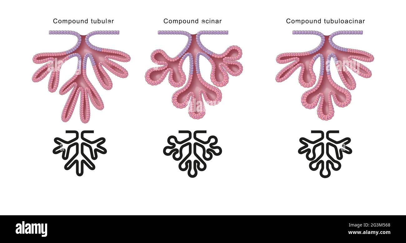 Classificazione strutturale delle ghiandole. Pressacavi composti Foto Stock