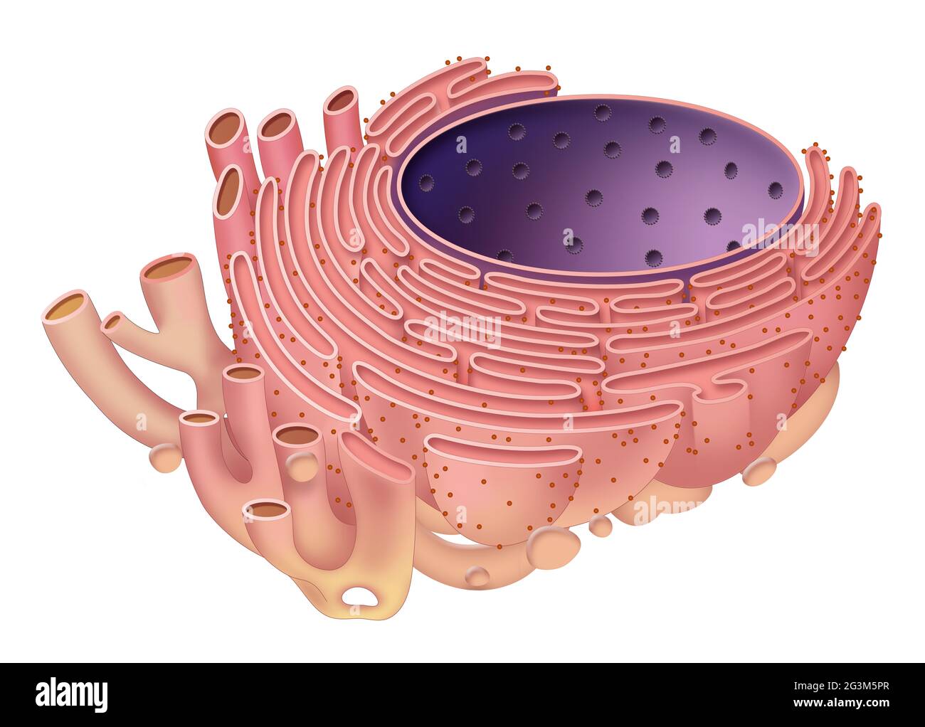 Il reticolo endoplasmatico è l'organella che si trova nelle cellule eucariotiche Foto Stock