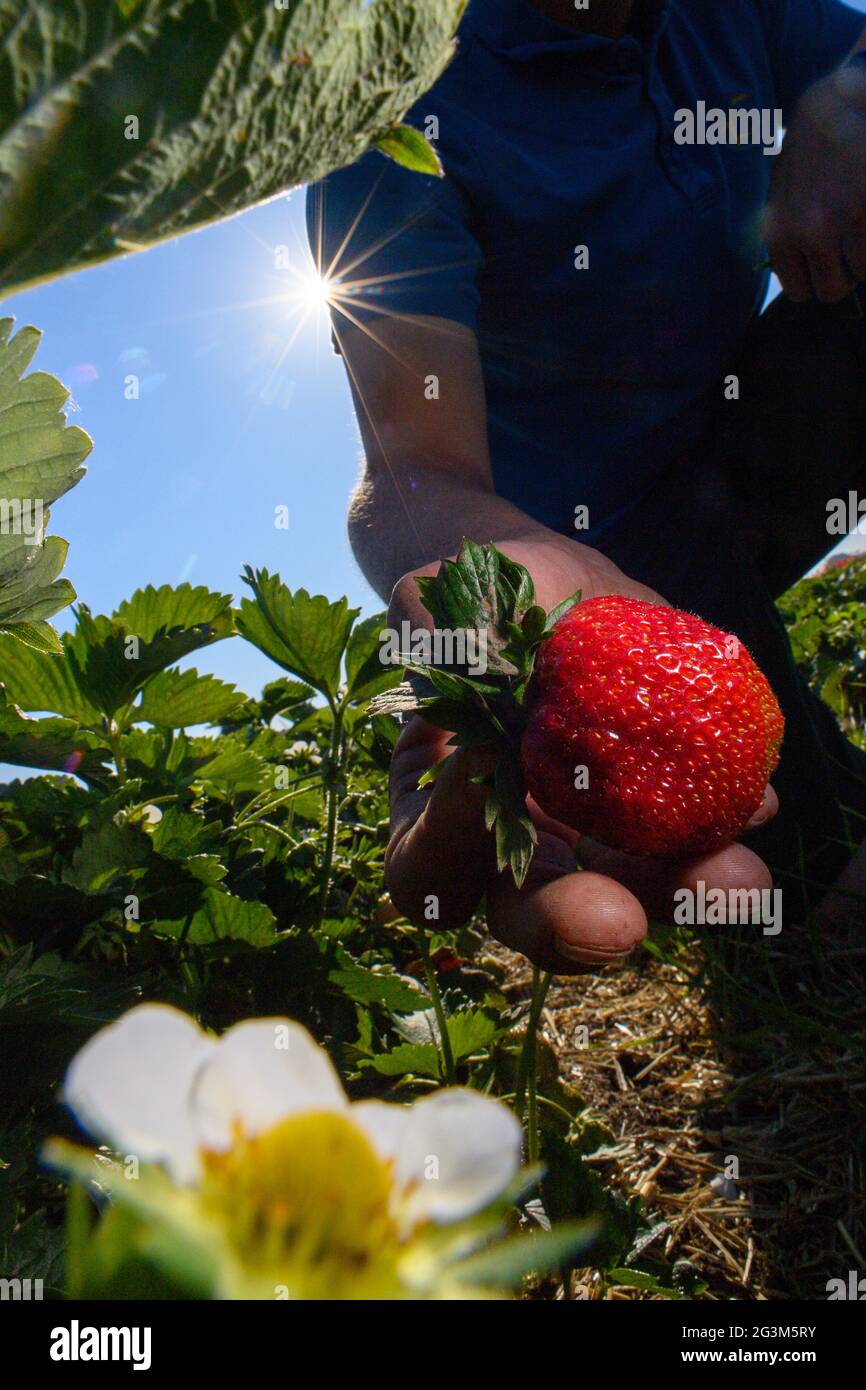 17 giugno 2021, Sassonia-Anhalt, Schleibnitz: Ansgar Laame della fattoria Laame controlla la qualità delle sue fragole nel suo campo. La raccolta delle fragole nei campi dell'azienda è iniziata solo alla fine della settimana scorsa, che è relativamente tarda dell'anno. Normalmente la raccolta delle fragole inizia già a maggio. Il ritardo potrebbe essere legato alla primavera fredda, gli agricoltori sospettano. L'azienda è in procinto di trasformarsi in agricoltura biologica. Le fragole organiche devono crescere sul terreno coltivato e non vengono trattate con insetticidi chimici. I frutti sono offerti direttamente dal campo ma possono anche essere raccolti da Foto Stock