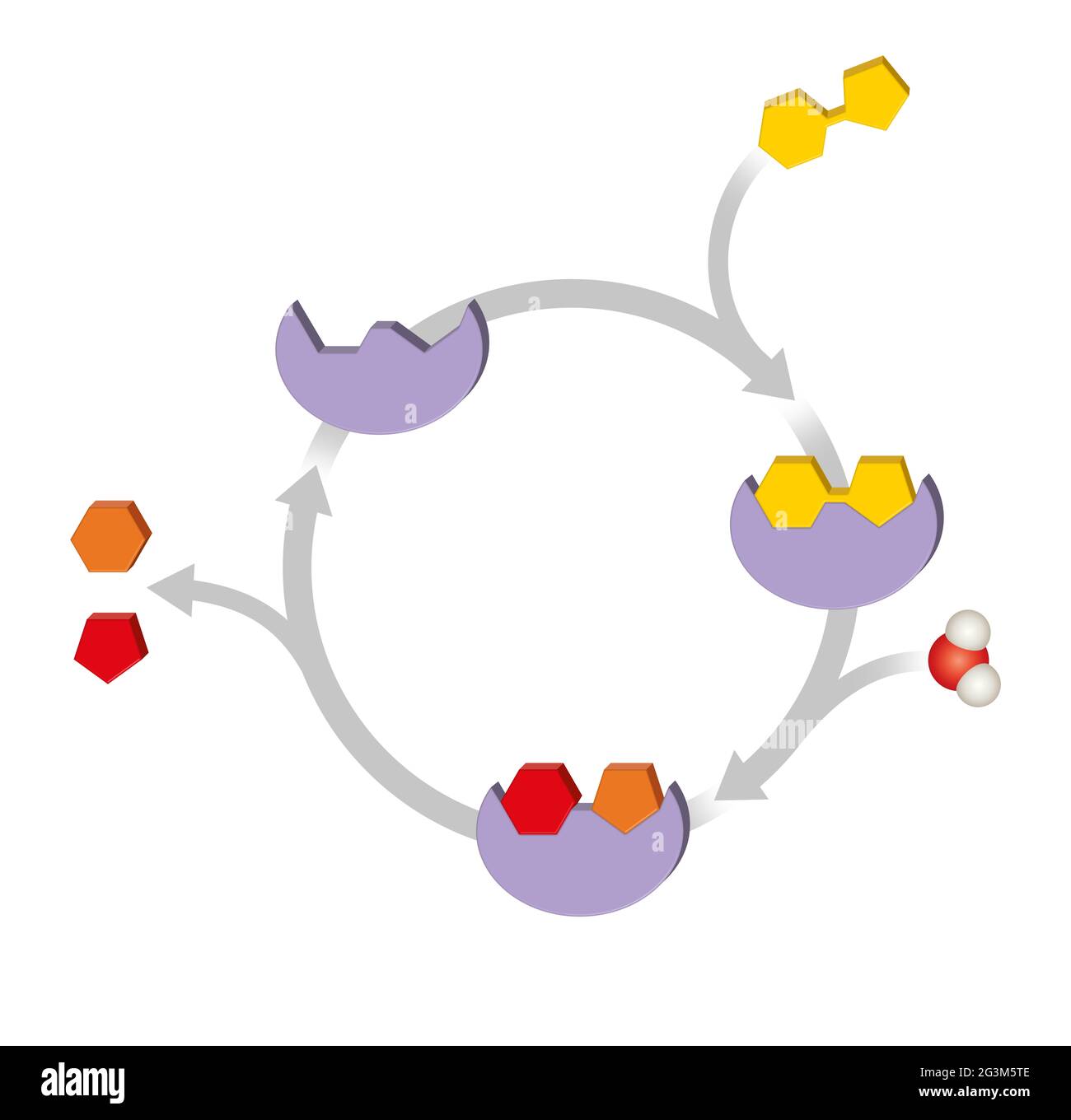 Funzione enzimatica. Catalizzatori biologici macromolecolari Foto Stock