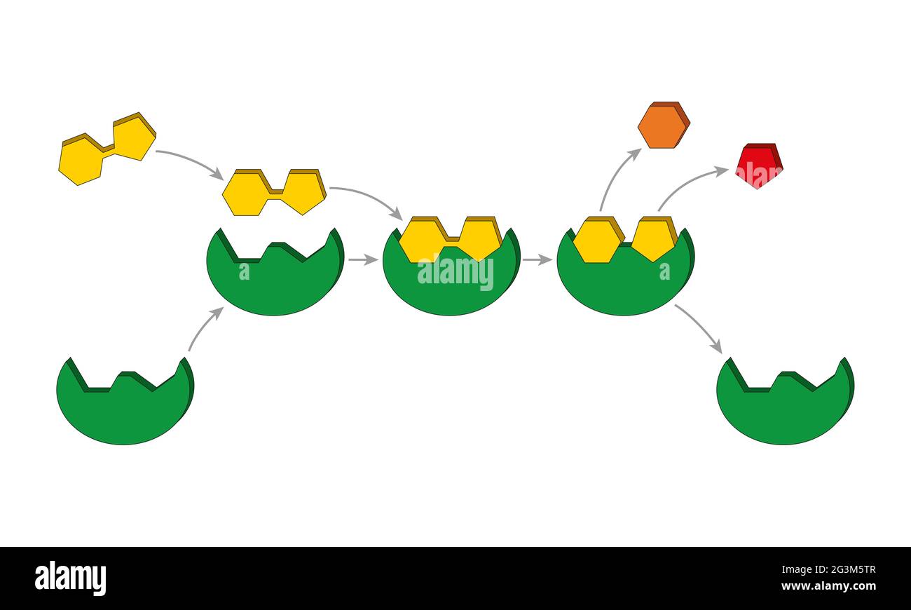 Modello con serratura e chiave. Gli enzimi sono proteine che agiscono come catalizzatori biologici (biocatalizzatori). I catalizzatori accelerano le reazioni chimiche Foto Stock