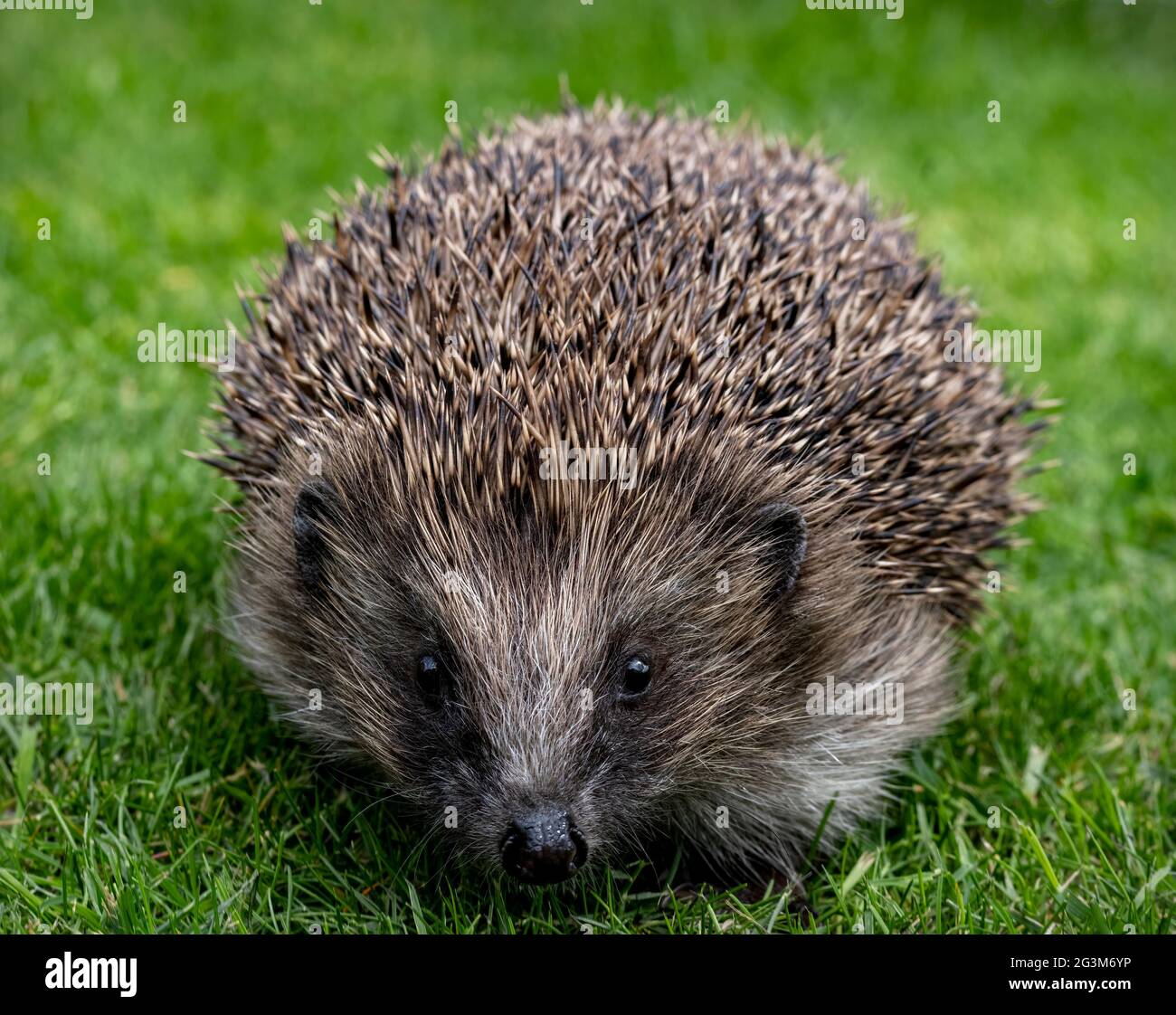 Closeup di una femmina Hedgehog in erba Foto Stock