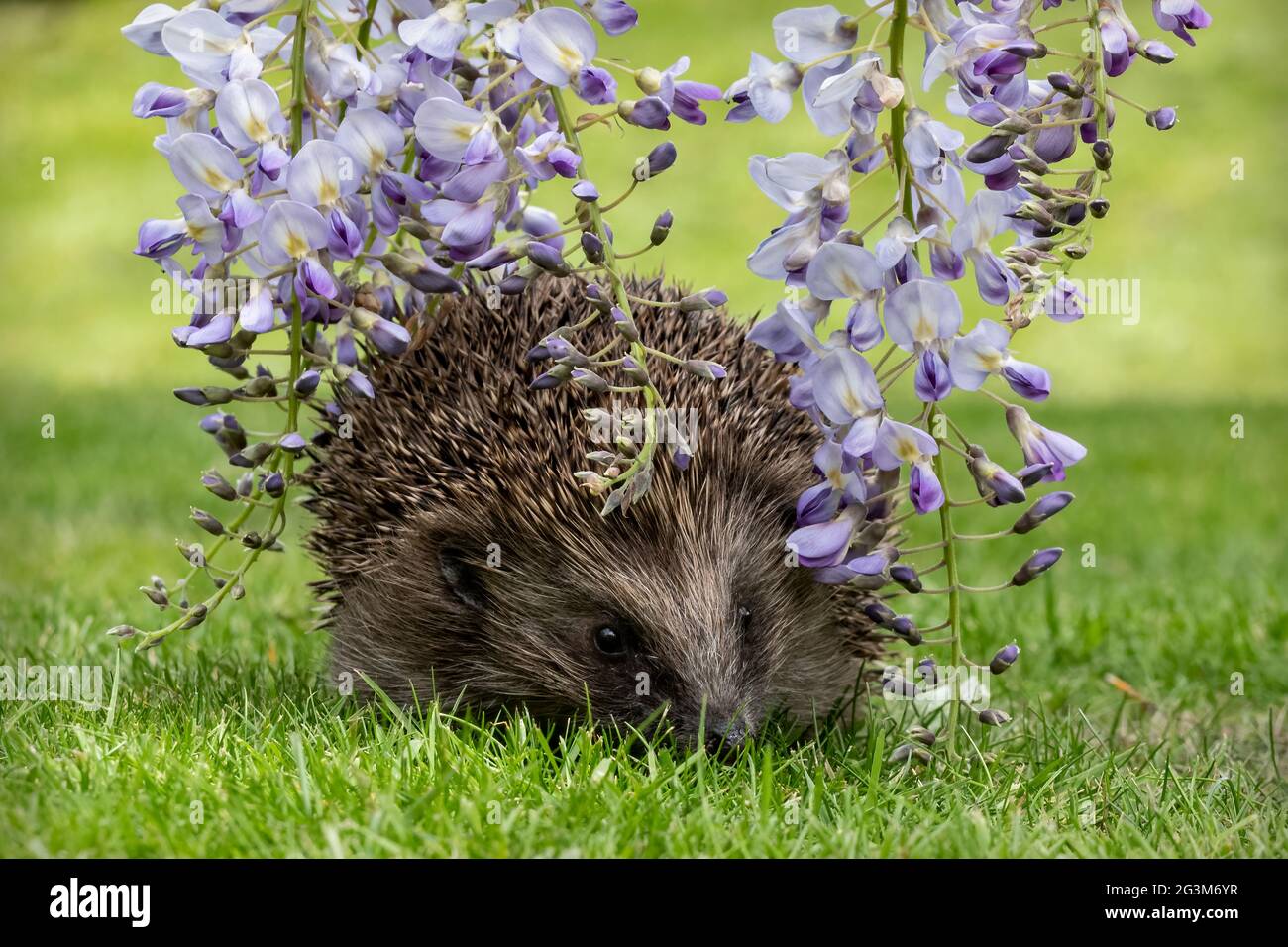 Riccio nel giardino che pepisce attraverso i fiori di Wisteria Foto Stock