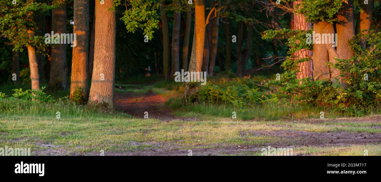 Strada forestale alla luce del sole che tramonta Foto Stock