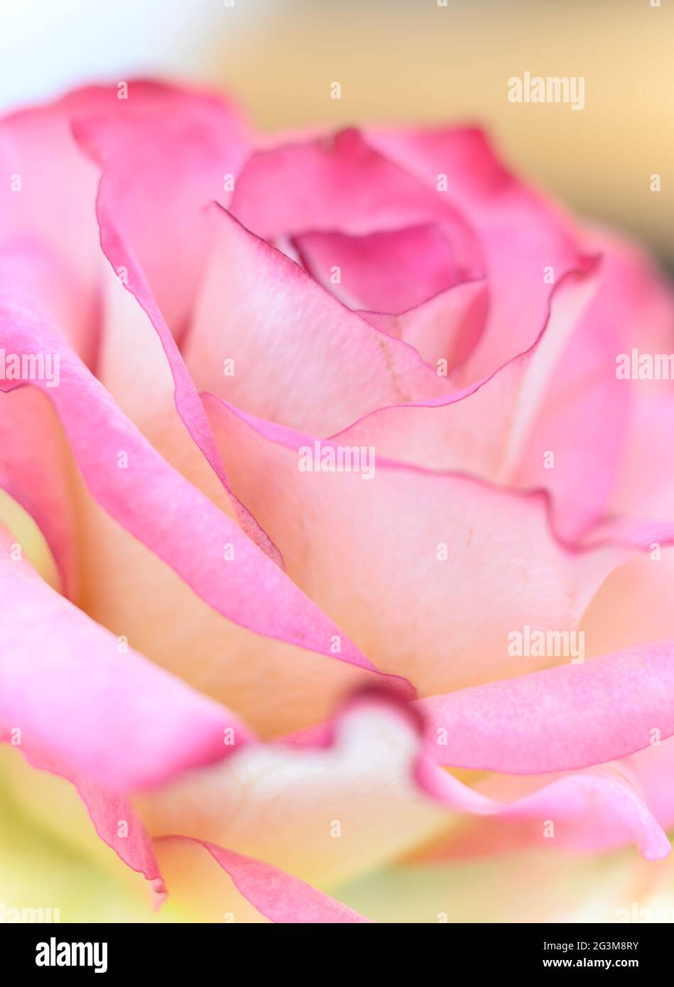 Piccola profondità di campo macro foto di dettagli di rosa e giallo rosa fiore. Foto Stock