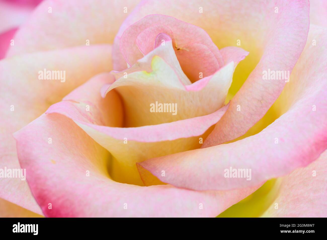 Piccola profondità di campo macro foto di dettagli di rosa e giallo rosa fiore. Foto Stock