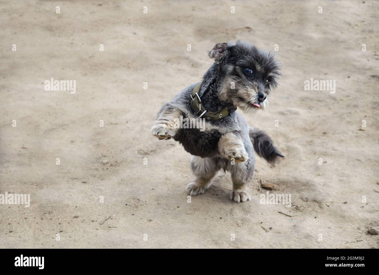 Un cane nero giocoso si erge sulle sue gambe posteriori. Giocare con animali domestici. Cura ed educazione. Foto Stock