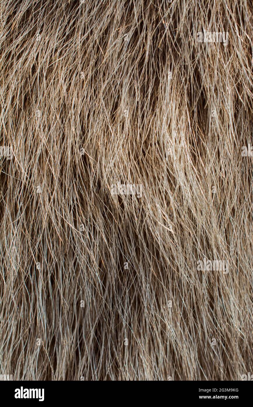 Pelliccia animale decorativa come sfondo Foto Stock