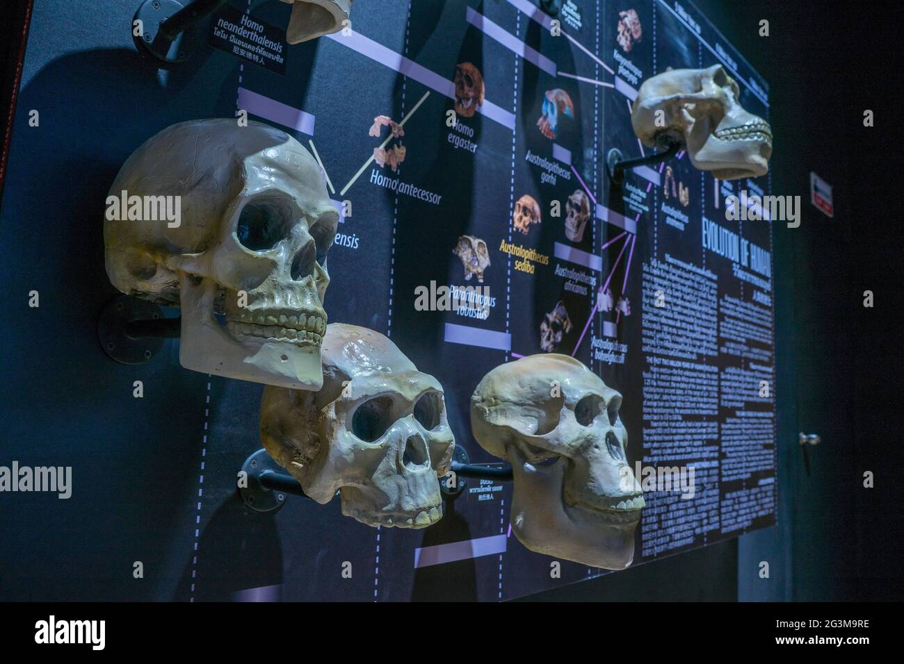Lampang, Thailandia - 24 febbraio 2021: Cranio fossile e umano di evoluzione dell'uomo al Lampang Fossil Geologia e Museo di Scienze naturali. Foto Stock
