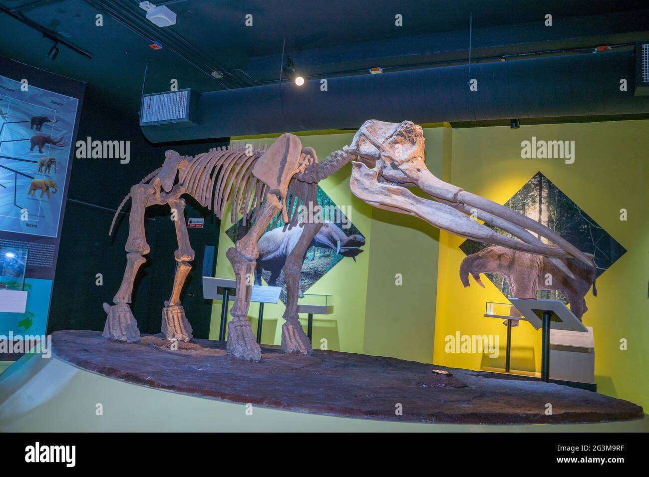 Lampang, Thailandia - 24 febbraio 2021: Scheletro di elefante al Lampang Fossil Geology and Natural Science Museum. Foto Stock