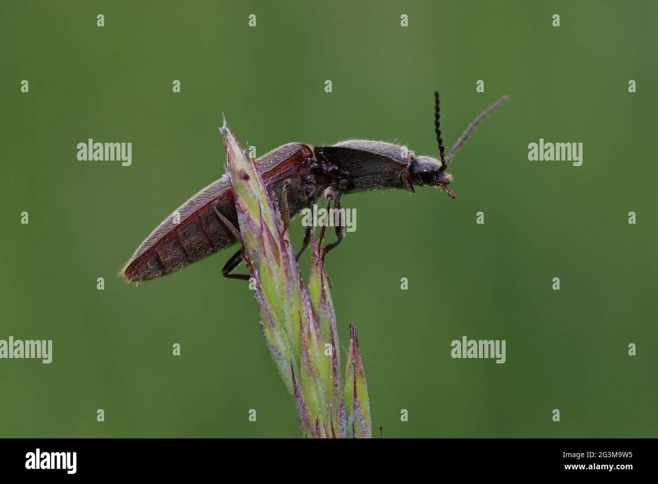Fare clic su Beetle Athous haemorrhoidalis Foto Stock