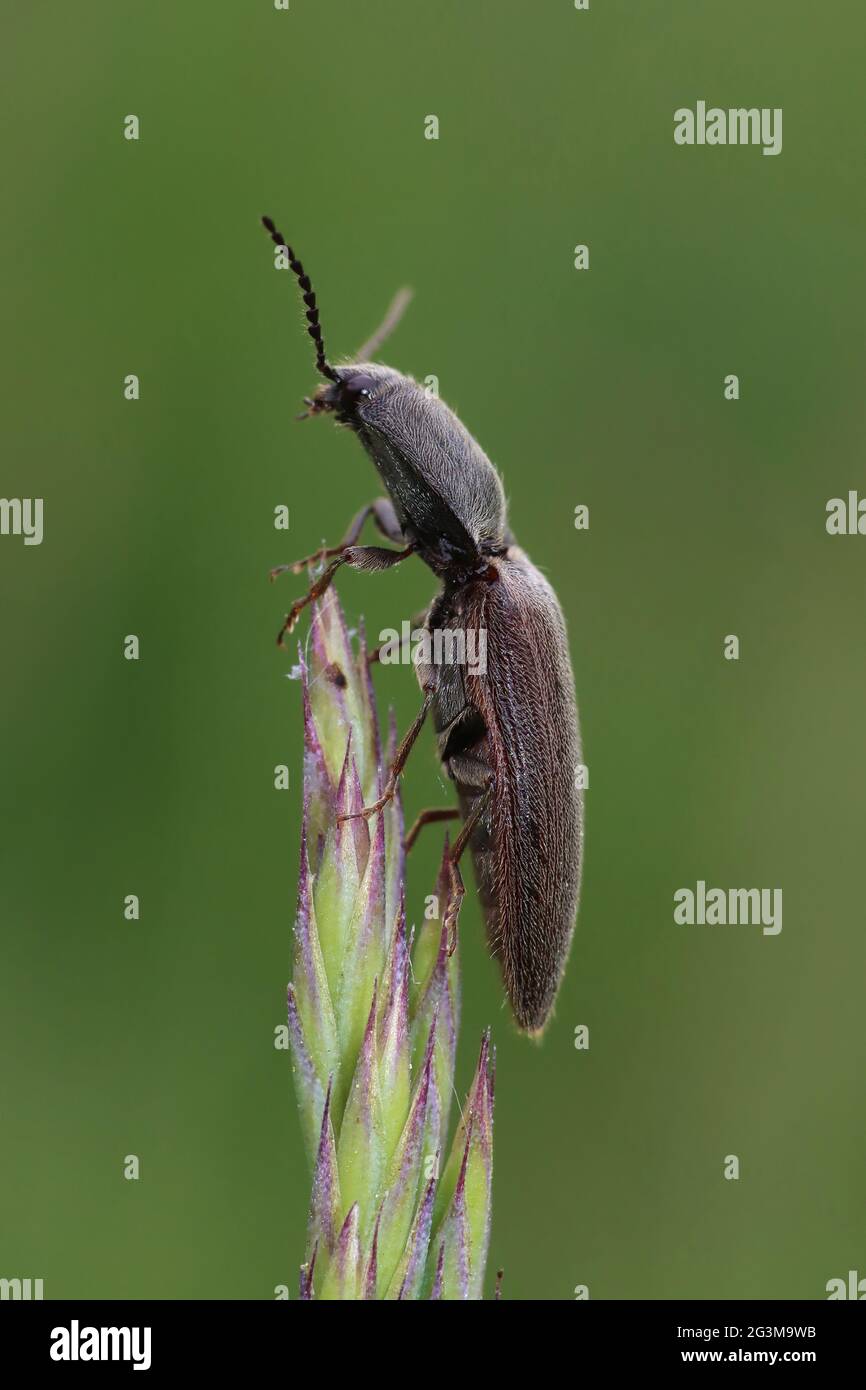 Fare clic su Beetle Athous haemorrhoidalis Foto Stock