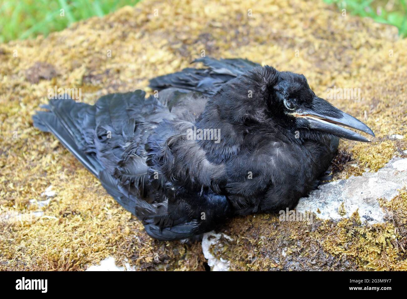 Carrion Crow morto Foto Stock