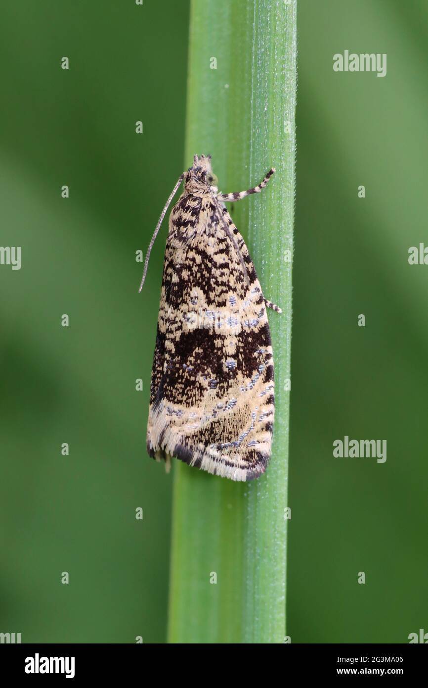 Marmo comune - Celypha lacunana, Lathkill Dale Derbyshire, Regno Unito Foto Stock