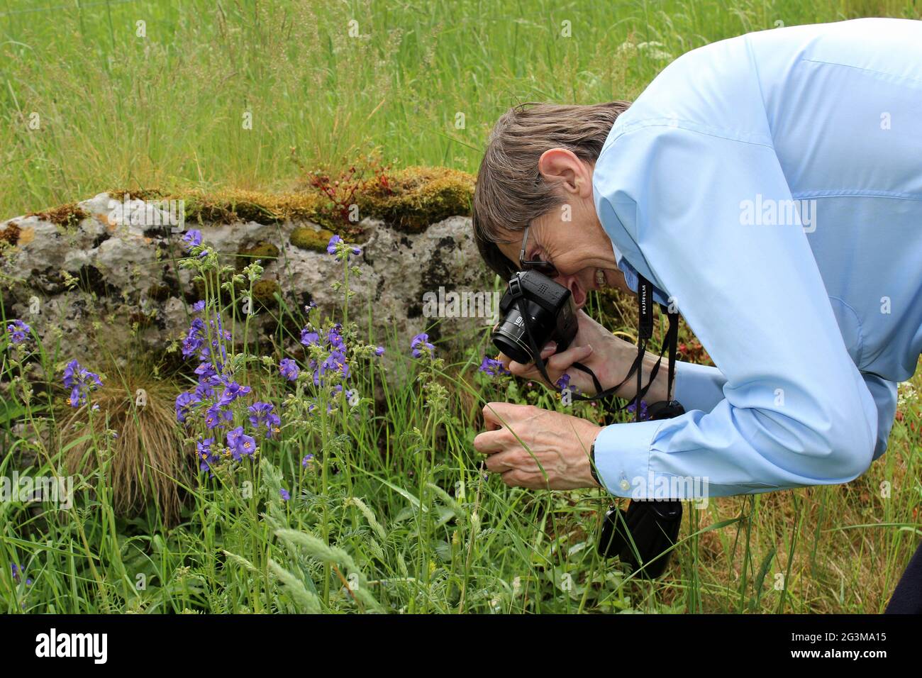 Botanico fotografando la ladder di Jacob Polemonium Caeruleum a Lathkill Dale, Derbyshire, Regno Unito Foto Stock