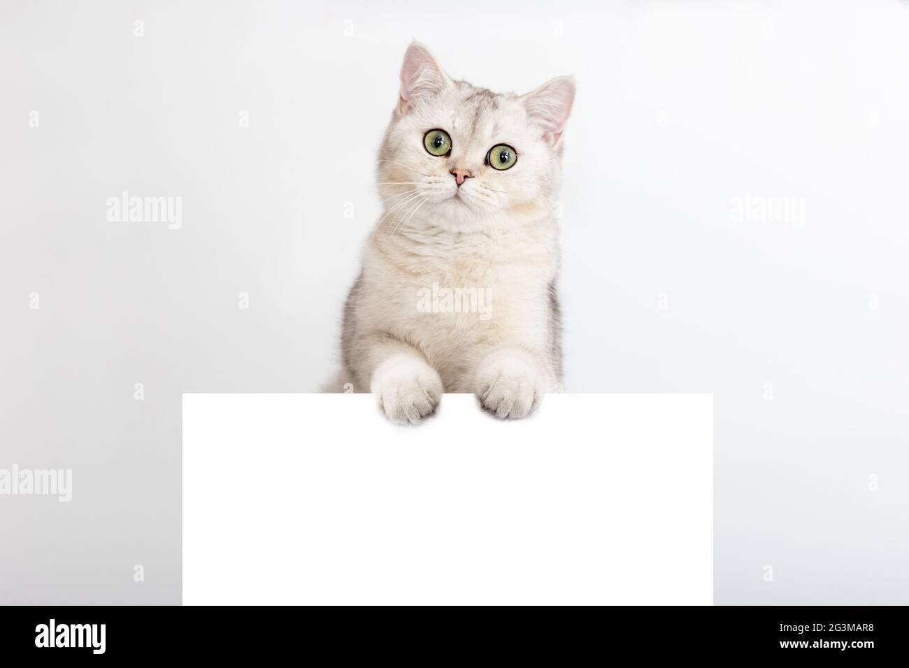 Un divertente gatto britannico bianco e argento si trova su una cartolina orizzontale con un posto per il tuo testo, su uno sfondo bianco. Foto Stock