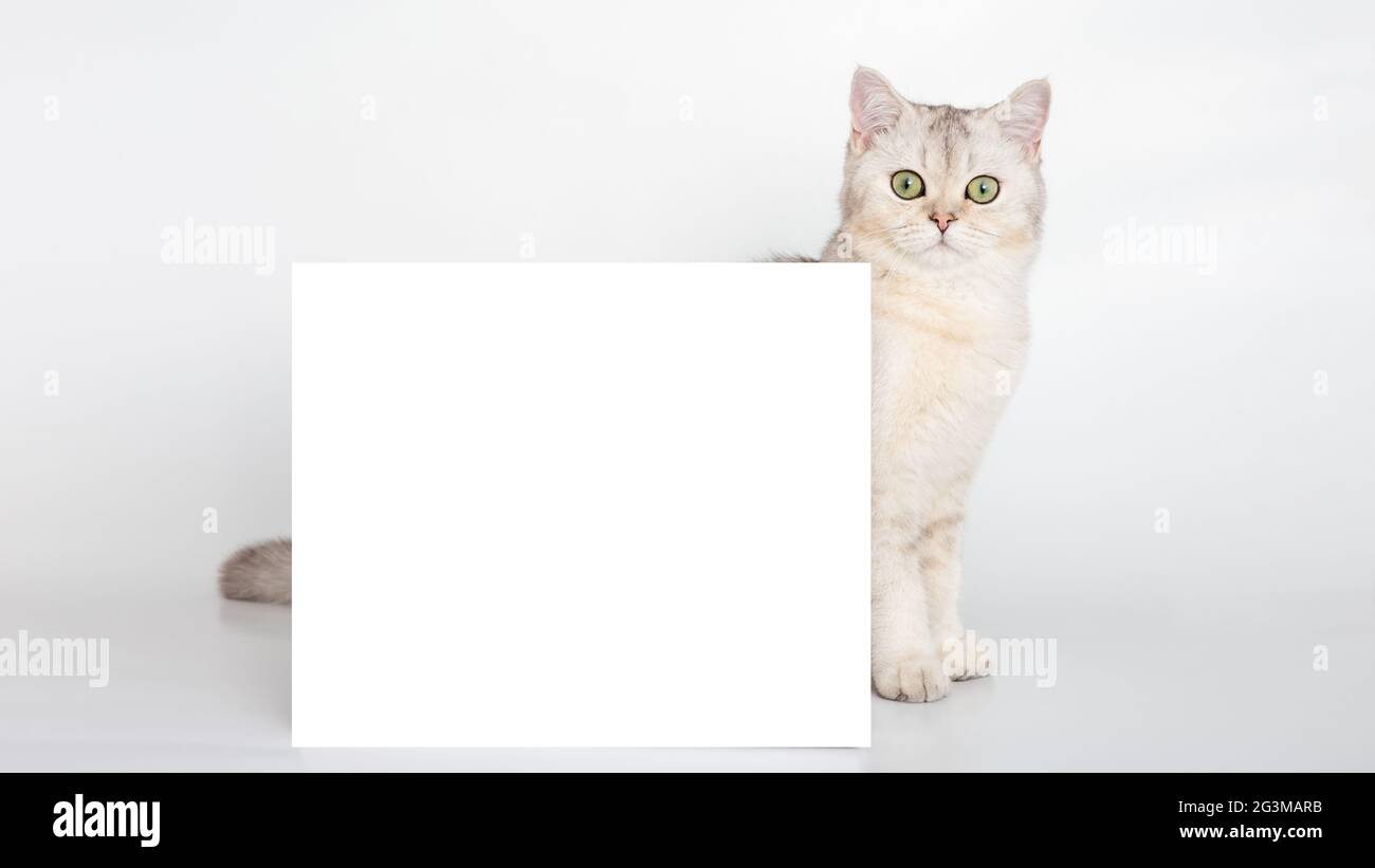 Un bel gatto britannico bianco si trova dietro una cartolina orizzontale con un posto per il tuo testo, su uno sfondo bianco. Foto Stock