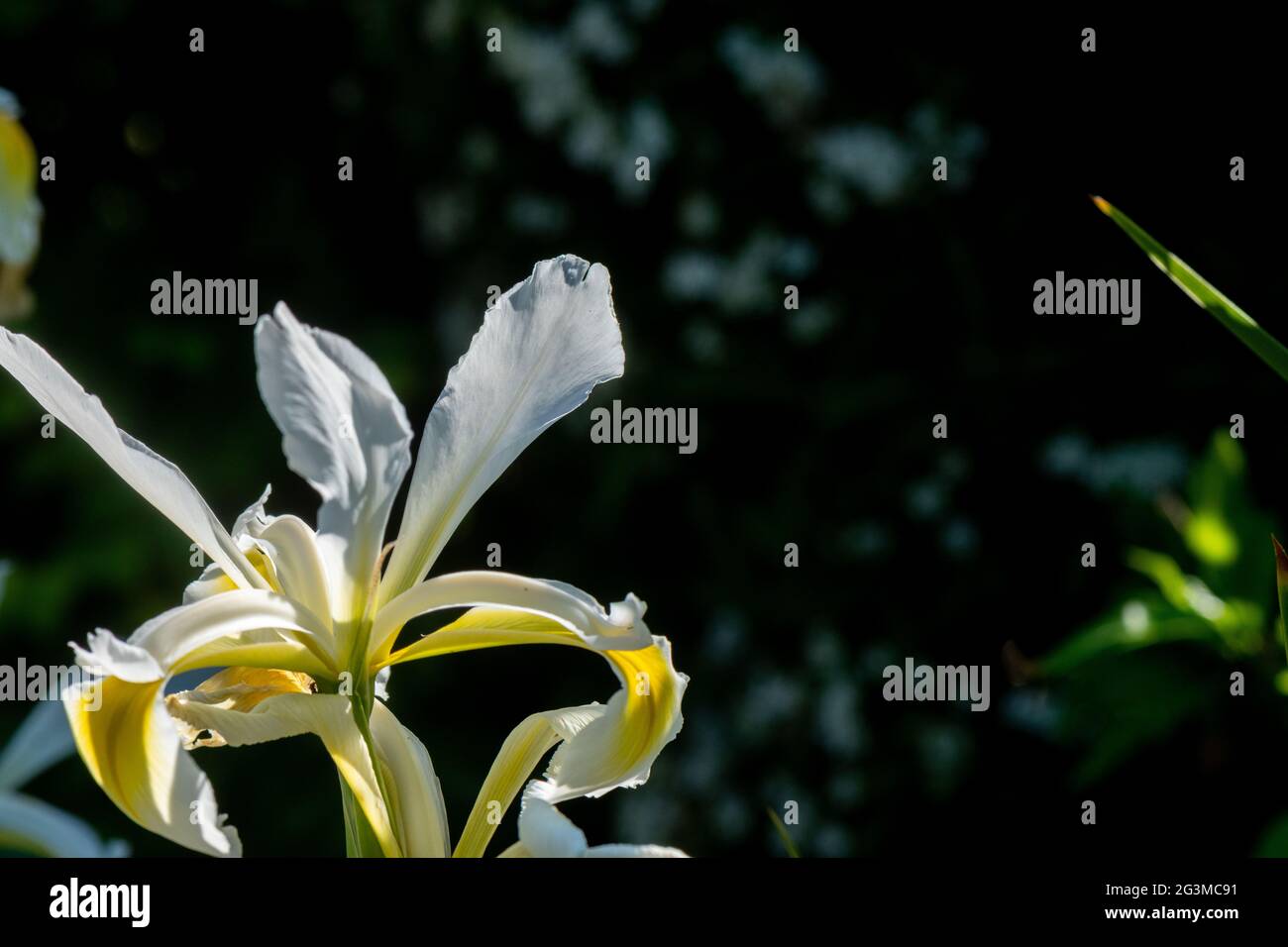 Fiore bianco iris con petali su sfondo scuro Foto Stock