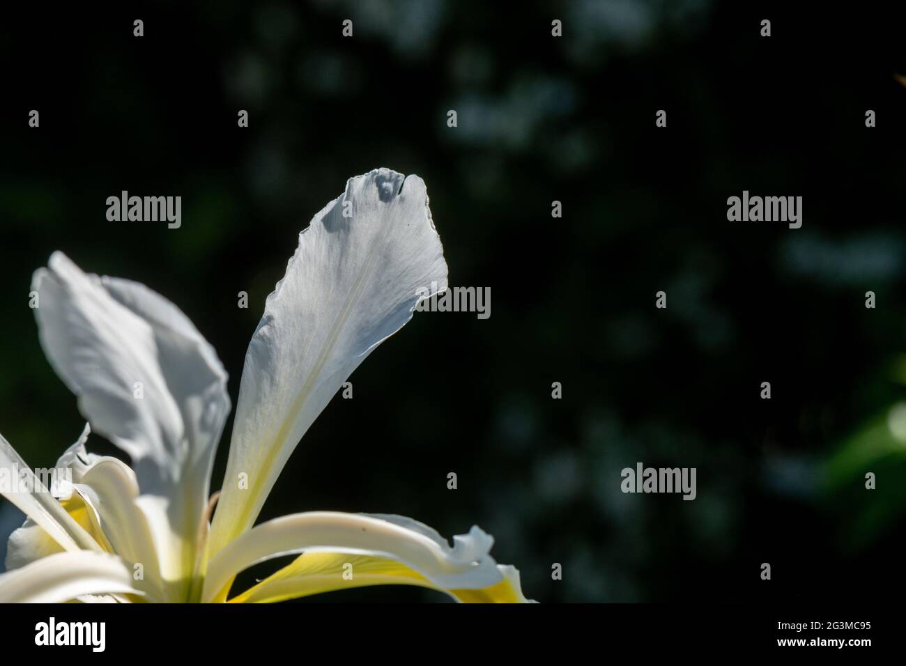 Fiore bianco iris con petali su sfondo scuro Foto Stock