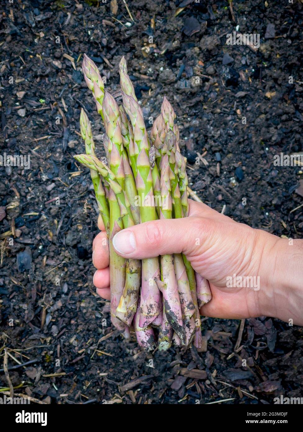Mano maschio caucasica che tiene orecchiette di asparagi appena prelevate. Foto Stock