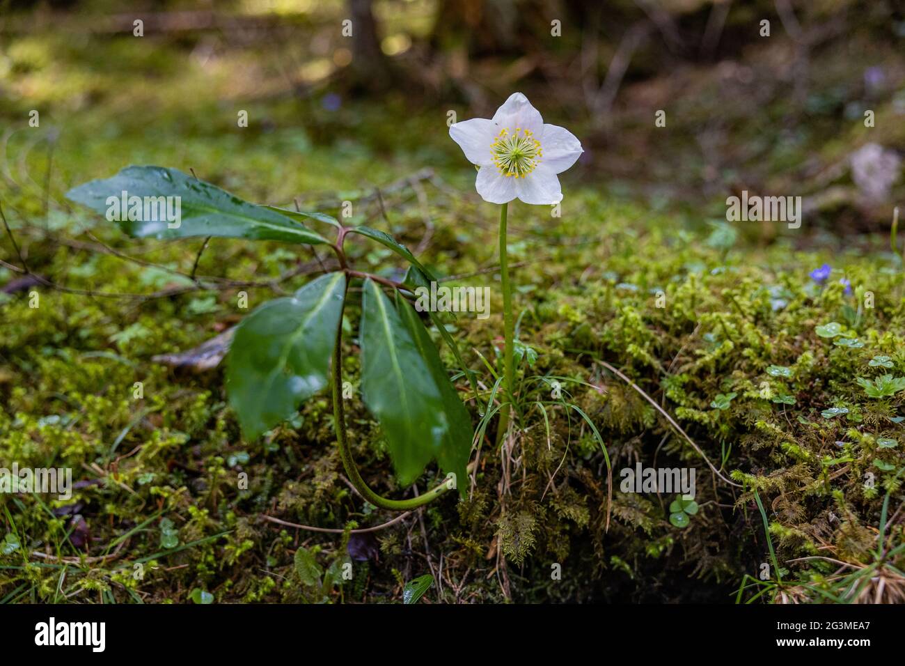 Closeup di un fiore di ellebore nero che cresce nella foresta Foto Stock