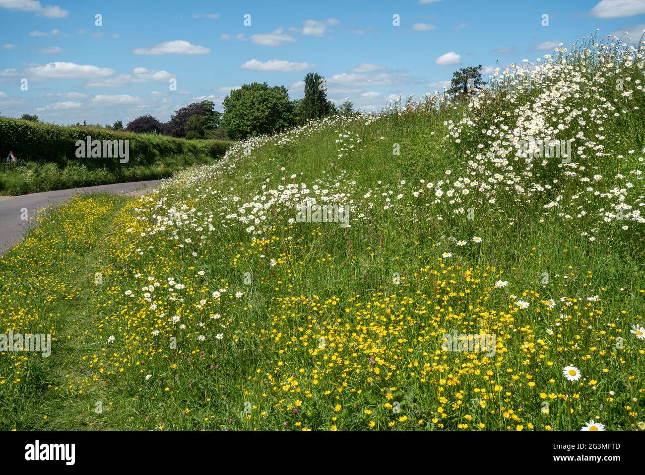 Fiori selvatici su un'orlo stradale nel mese di giugno, tra cui le margherite di oxeye (Leucanthemum vulgare), in un giorno di sole giugno contro un cielo blu, Hampshire, Regno Unito Foto Stock