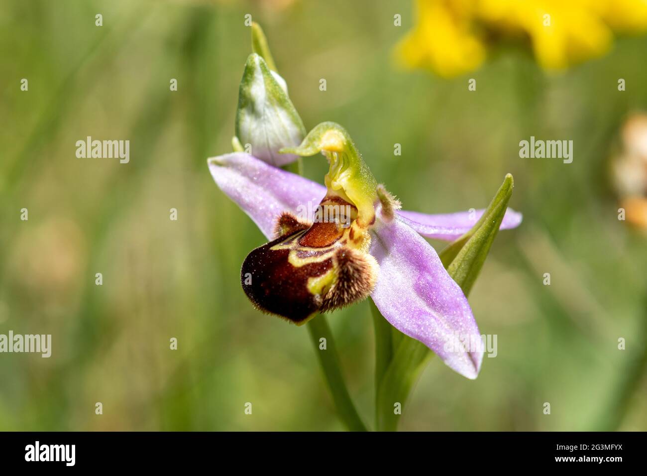 Orchidea dell'ape (Ophrys apifera) fiore selvatico nel mese di giugno, Regno Unito Foto Stock
