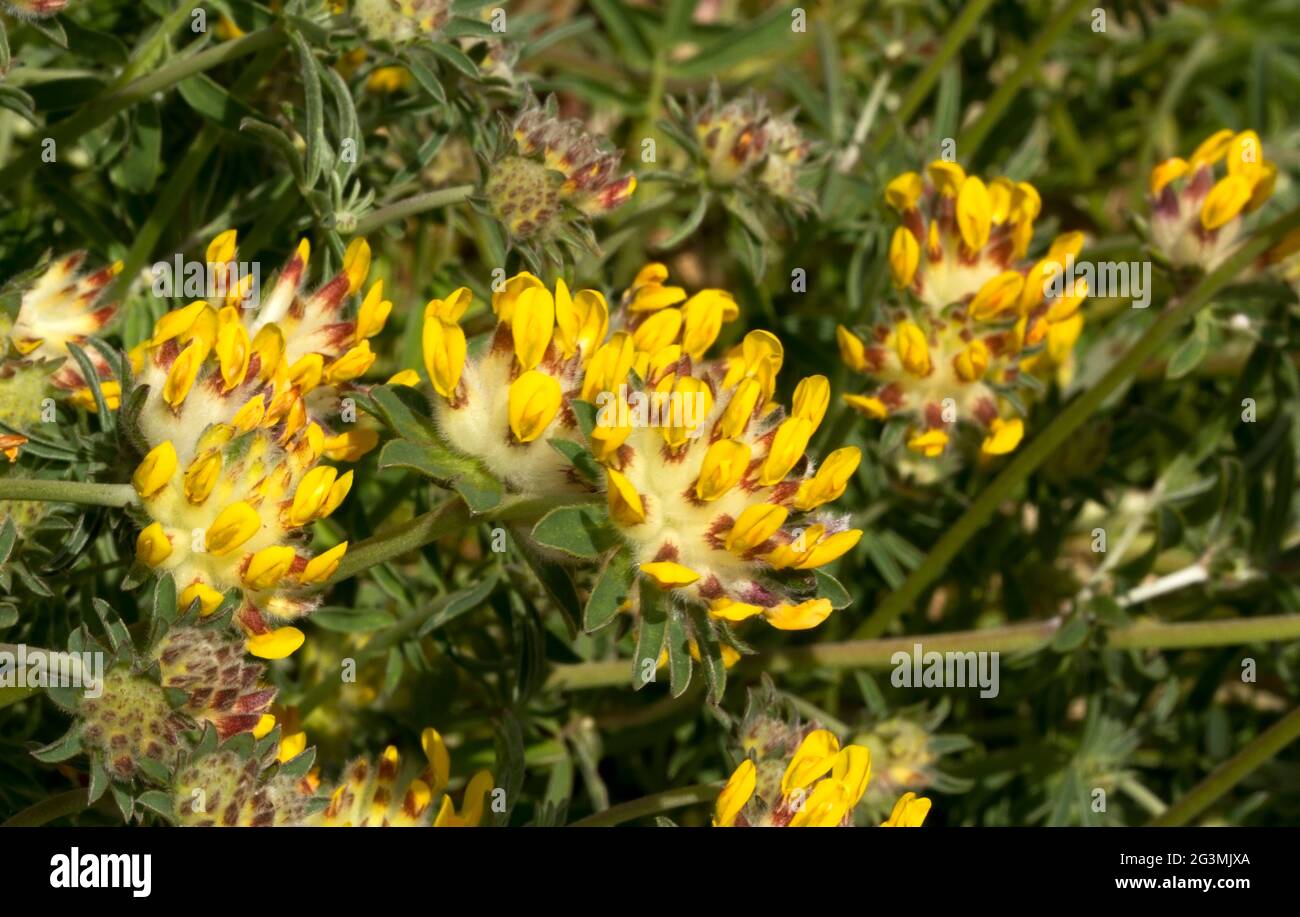 Il Common Kidney Vetch è un membro di una delle più grandi famiglie di piante in fiore del mondo. Preferiscono le zone costiere di brughiera e scogliere Foto Stock