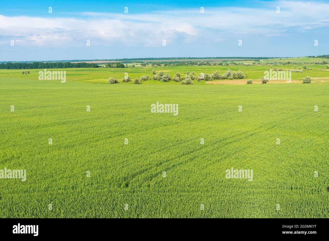 Distesa di terreno agricolo ucraino non maturo nel villaggio di Sursko-Mychajlivka vicino alla città di Dnipro Foto Stock