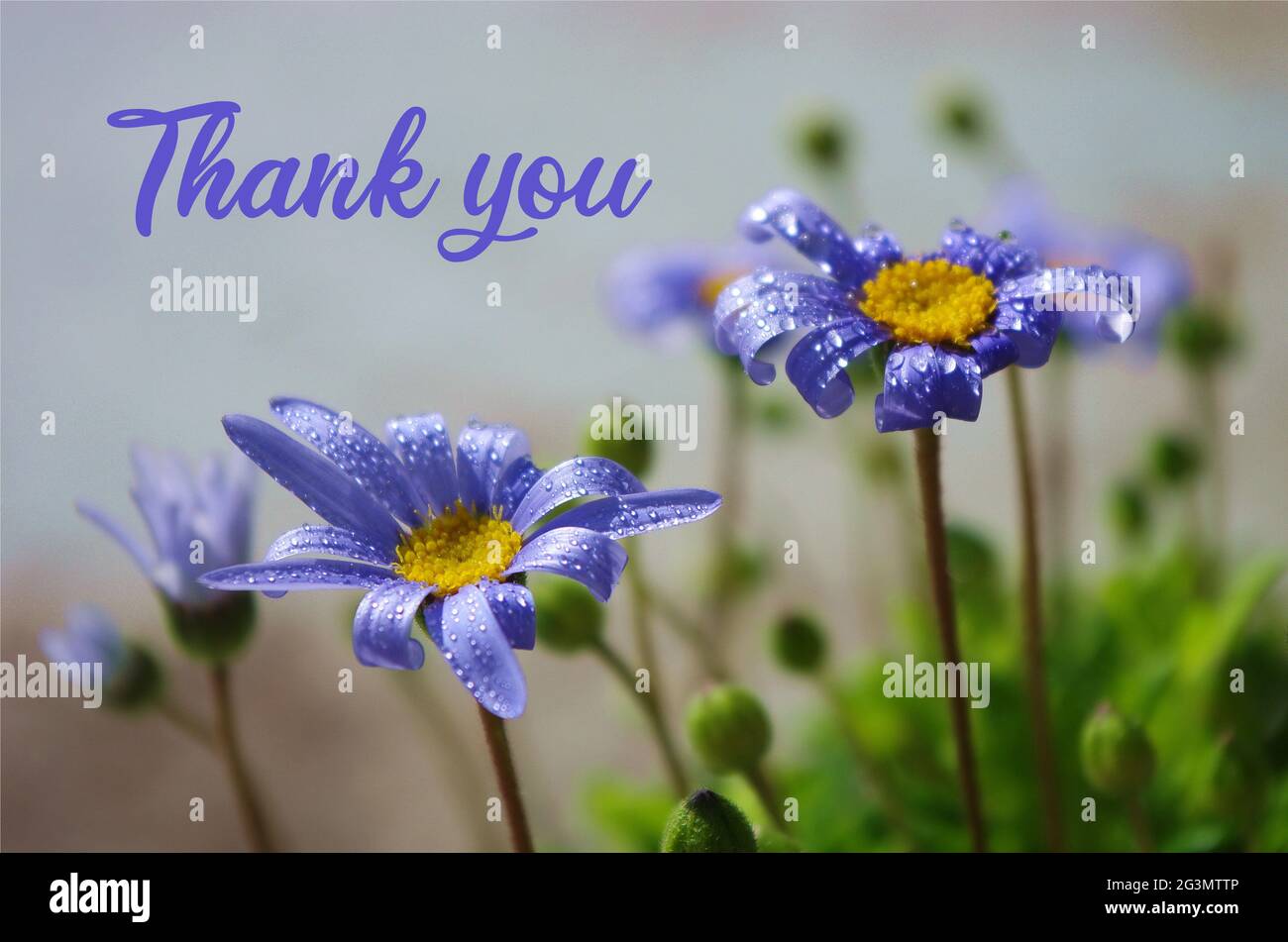 Messaggio di ringraziamento, fiore di primavera con Marguerite Blu, mockup sfondo per la celebrazione stagionale del biglietto d'auguri. Grazie card.Felicia amelloides. Foto Stock