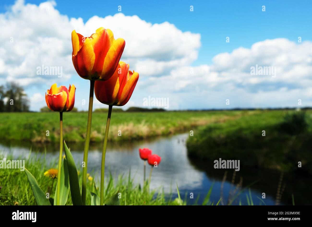 '06.05.2021, Brema, Brema, Germania - tulipani in una zona di conservazione del paesaggio. 00A210506D027CAROEX.JPG [VERSIONE DEL MODELLO: NON APPLICABILE, RELEDA PROPRIETÀ Foto Stock