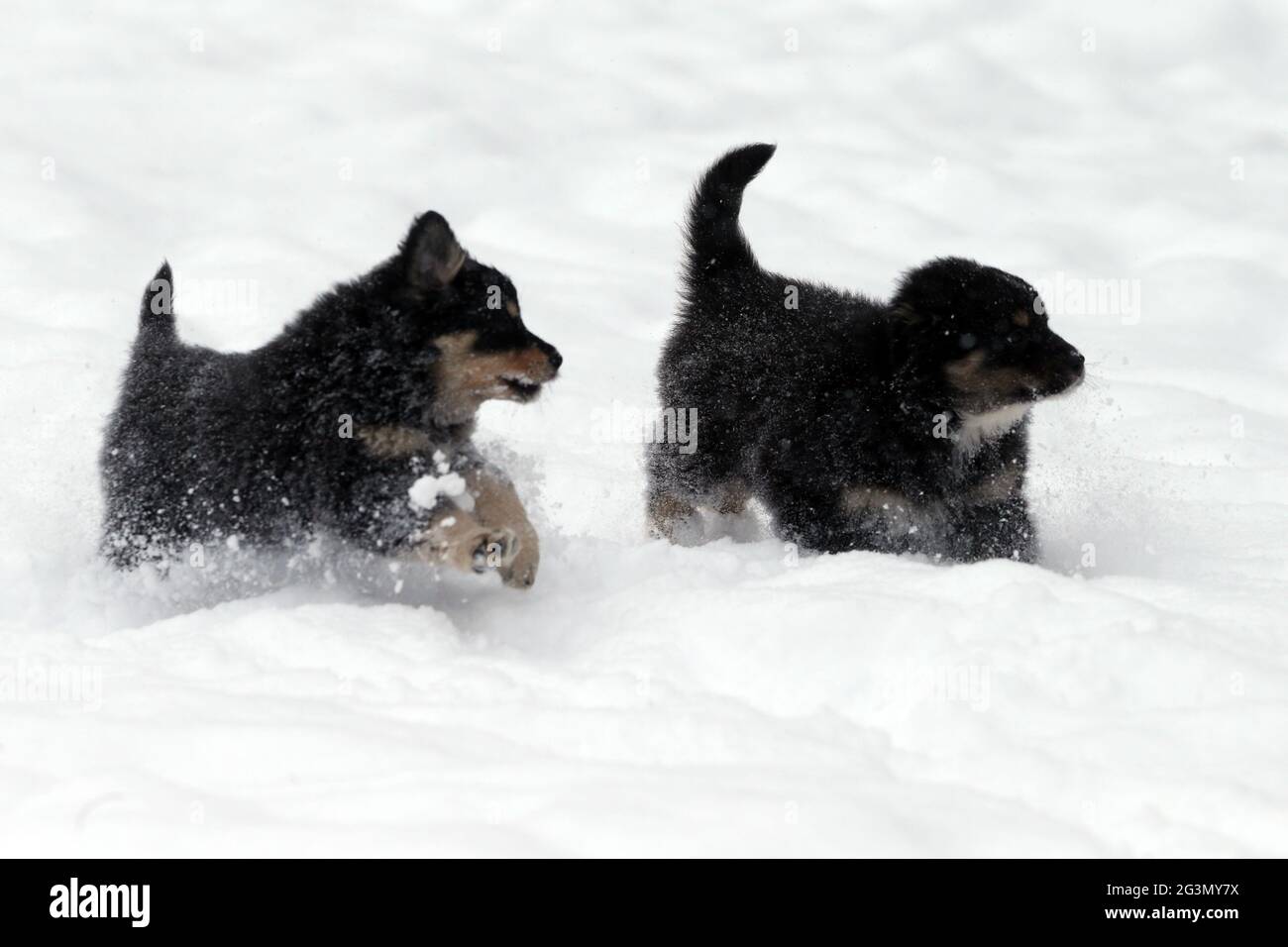 '11.02.2021, Breitenbach, Sassonia, Germania - Puppies che attraversa la neve profonda. 00S210211D799CAROEX.JPG [RELEASE DEL MODELLO: NO, RELEASE DELLA PROPRIETÀ: NO (C) CA Foto Stock