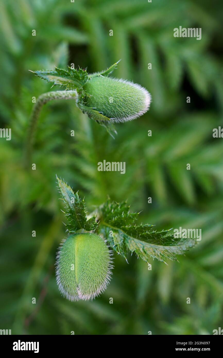 Verde pianta papavero fiore germoglio Foto Stock