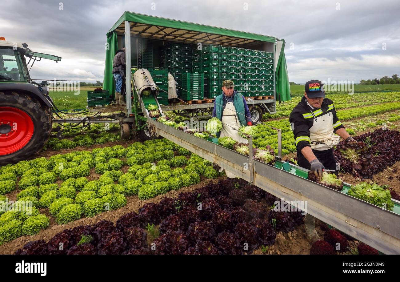 '25.05.2021, Soest, Renania Settentrionale-Vestfalia, Germania - coltivazione vegetale, raccoglitrici che raccolgono lattuga, le teste di lattuga appena raccolte sono wa Foto Stock