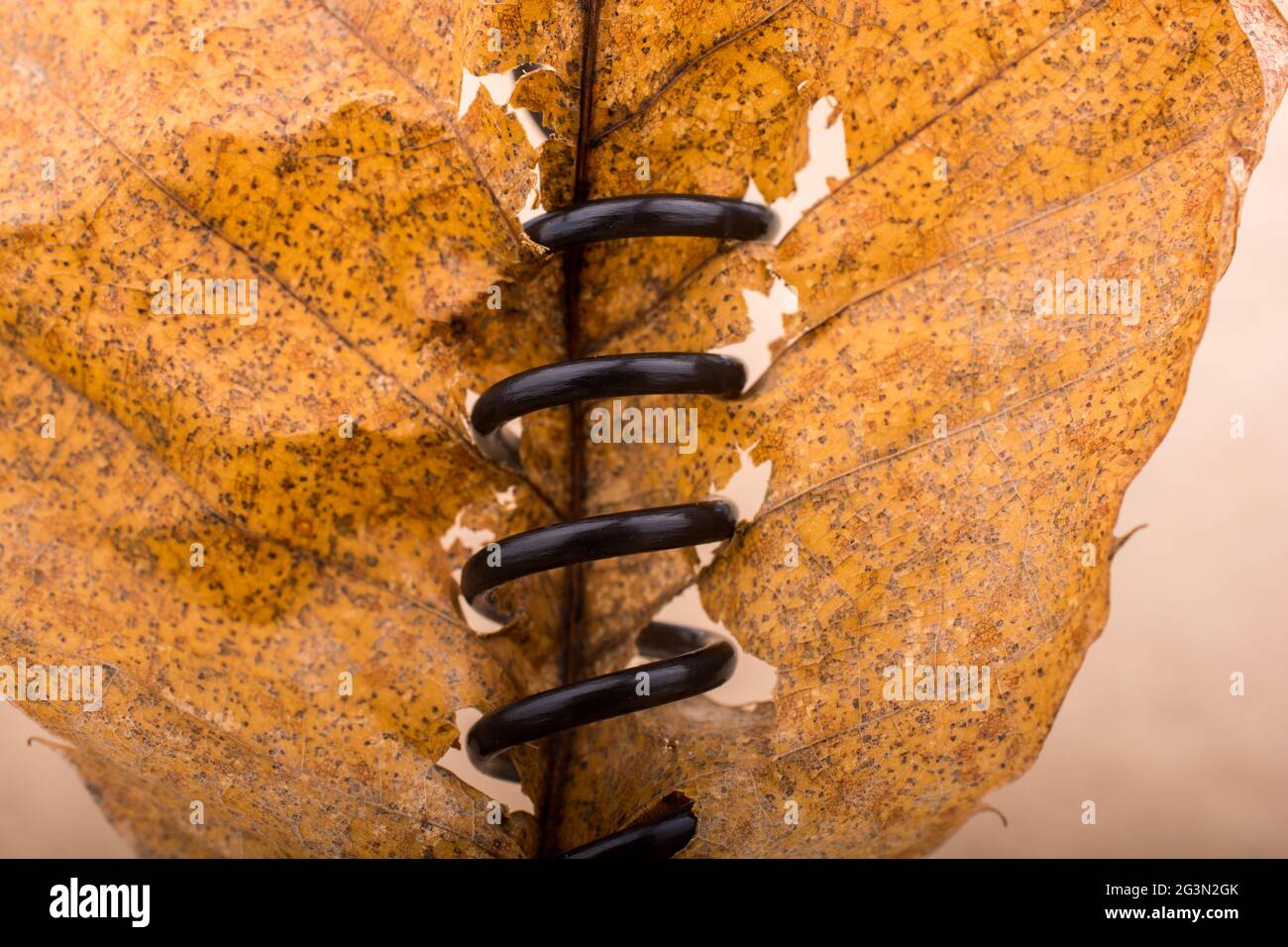 Una foglia secca separata in vista Foto Stock