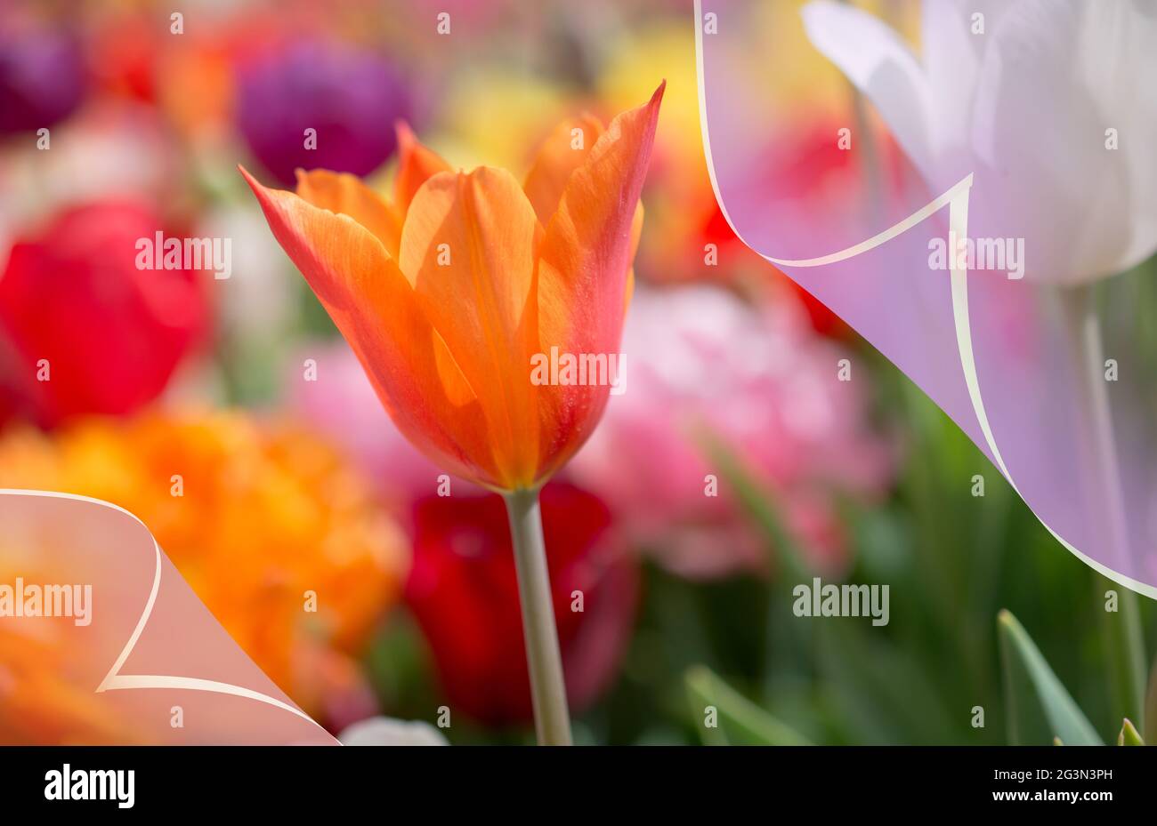 Tulipani colorati in fiore fresco della stagione primaverile Foto Stock