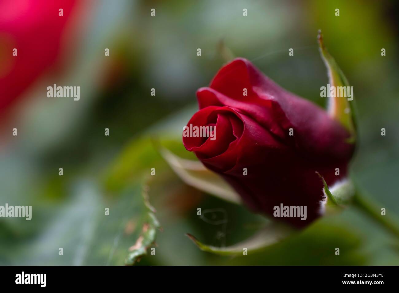 Rosa rossa in erba su sfondo sfocato verde. Inghiottire la profondità di campo Foto Stock