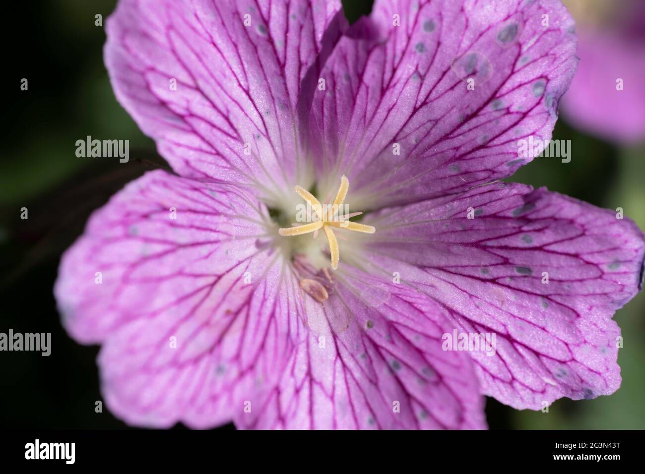 Macro foto dei petali, timens e pistil del perenne selvatico Geranium endressii in un giardino primaverile con sfondo verde scuro sfocato Foto Stock